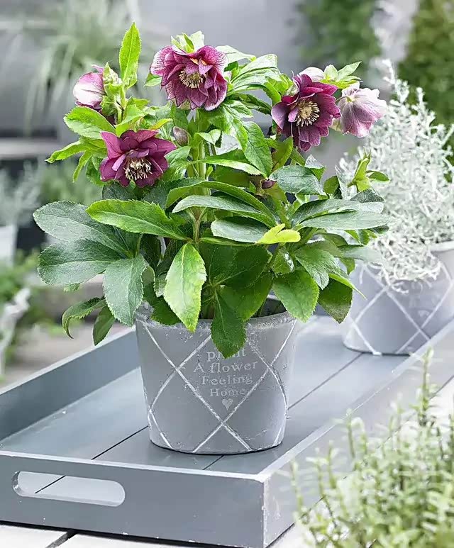 冬天就养这几种花,花开不断,好看又不怕冷