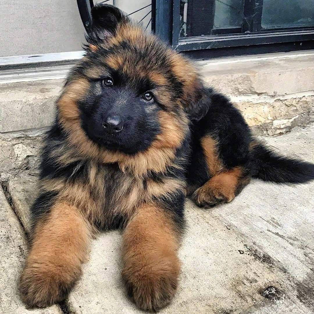 谁能想到帅气的大黑脸德牧,小时候竟然这么奶!