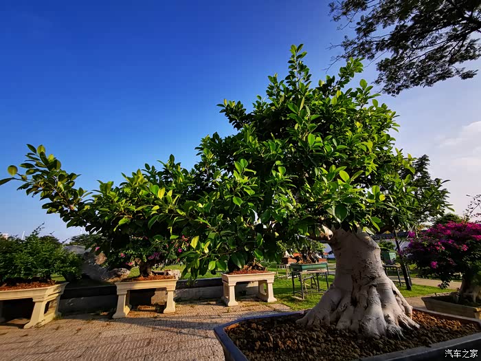 驾驶cs75游览岭南盆景博物园