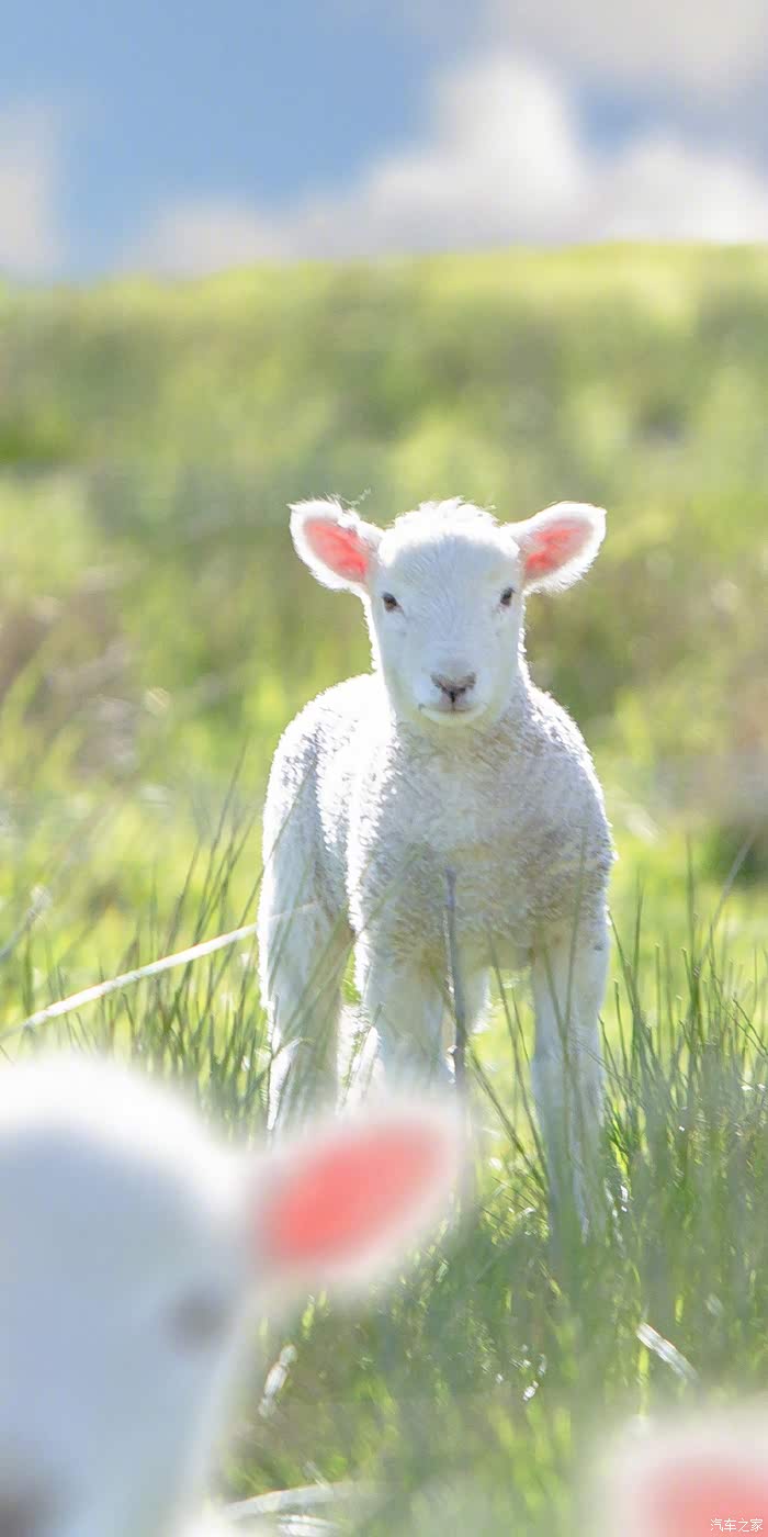 一组绿色绵羊的图片把我们带到了一个不一样的世界