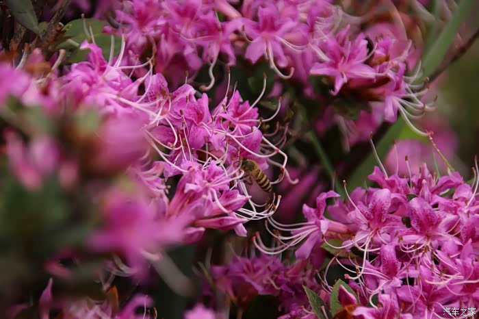 惊艳粤西屋脊上气质高贵的天仙花