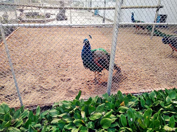 【吉林市长安车友会】吉林市动物园一日游