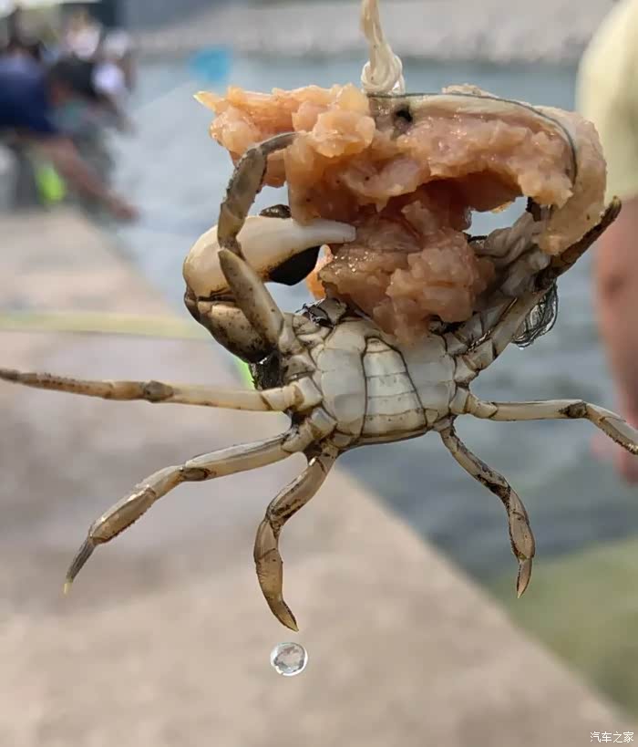 南湾公园钓螃蟹