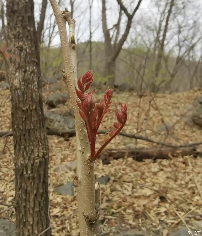 谷雨好时节,木兰芽做的包子真香 又到了吃山野菜的季节了,今天我和