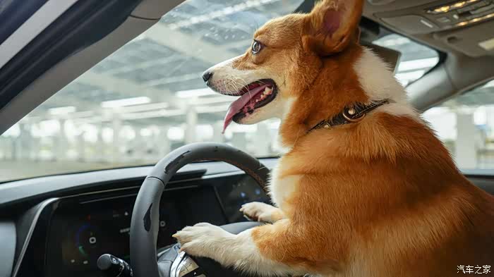 遛狗溜出了表情包合集带着柯基去遛弯上