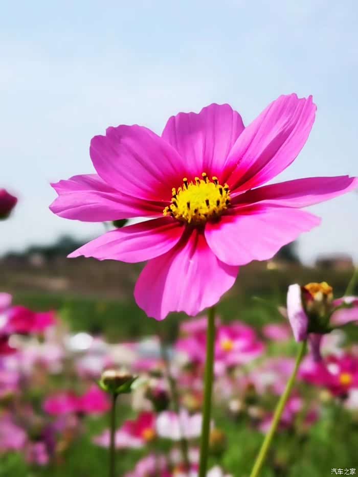 宜宾万花谷一日游