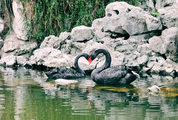 这边有一对黑天鹅,它们在摆爱心哎,一般看到的是白天鹅,这次居然看到