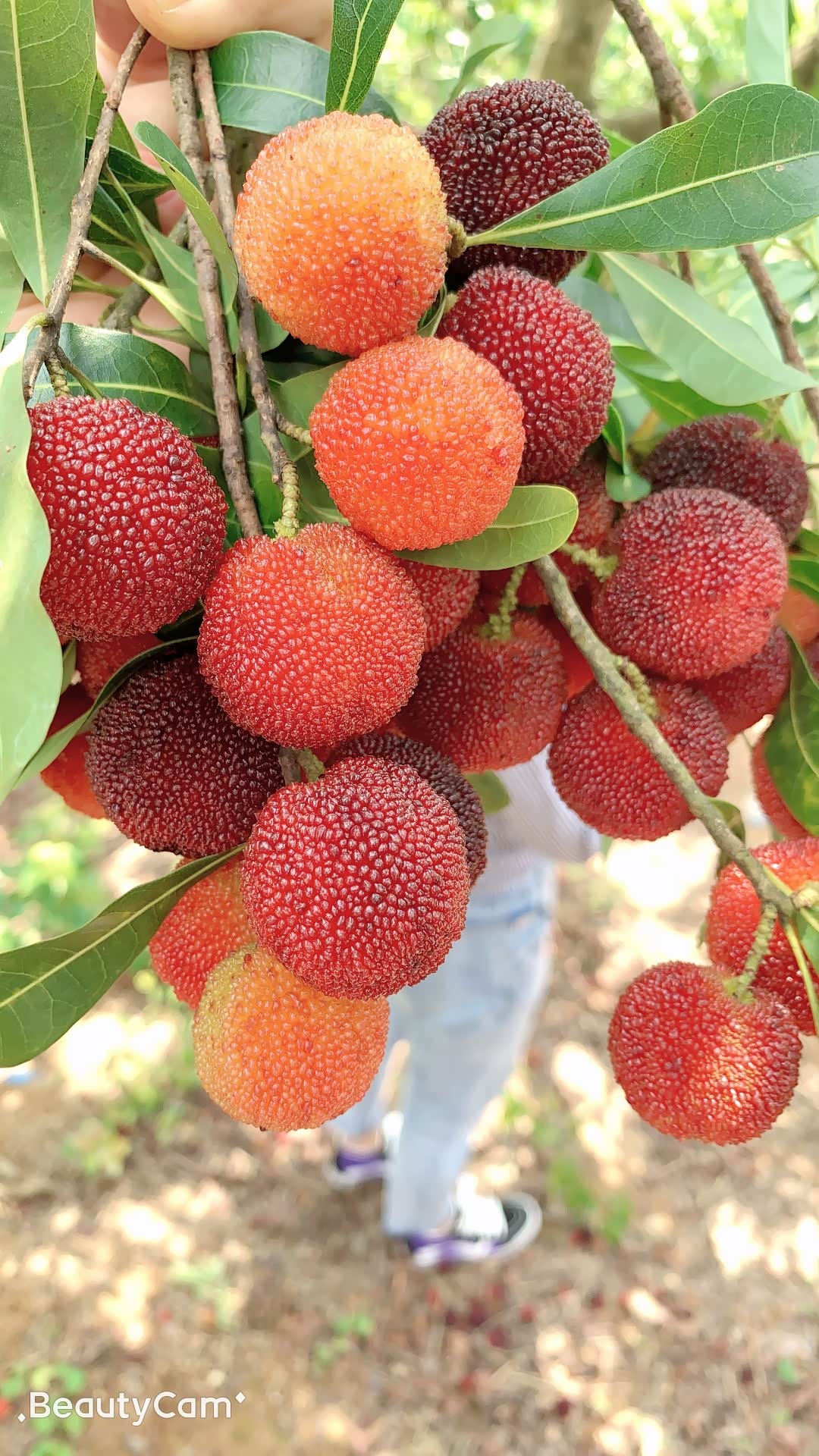 闽南帝豪gs车友会女车主首次参加聚会龙海采摘杨梅