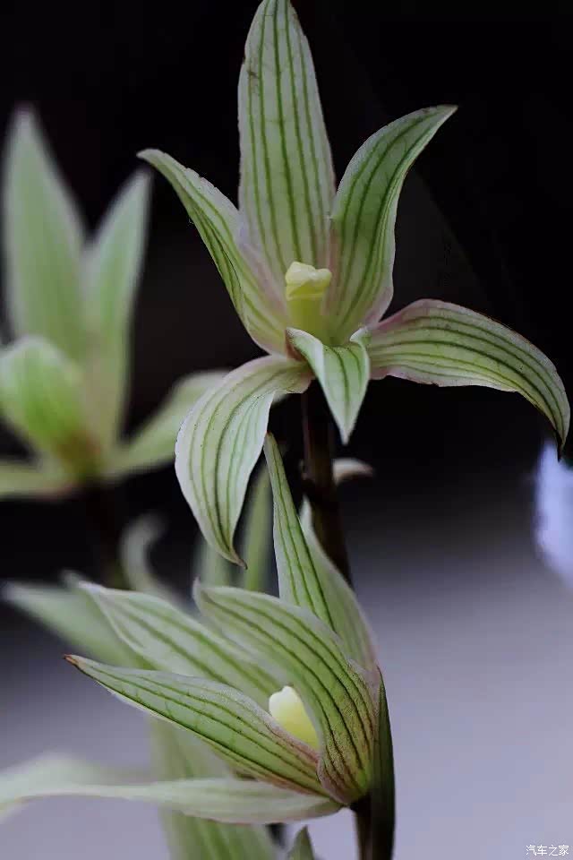 芝兰生幽谷兰花欣赏