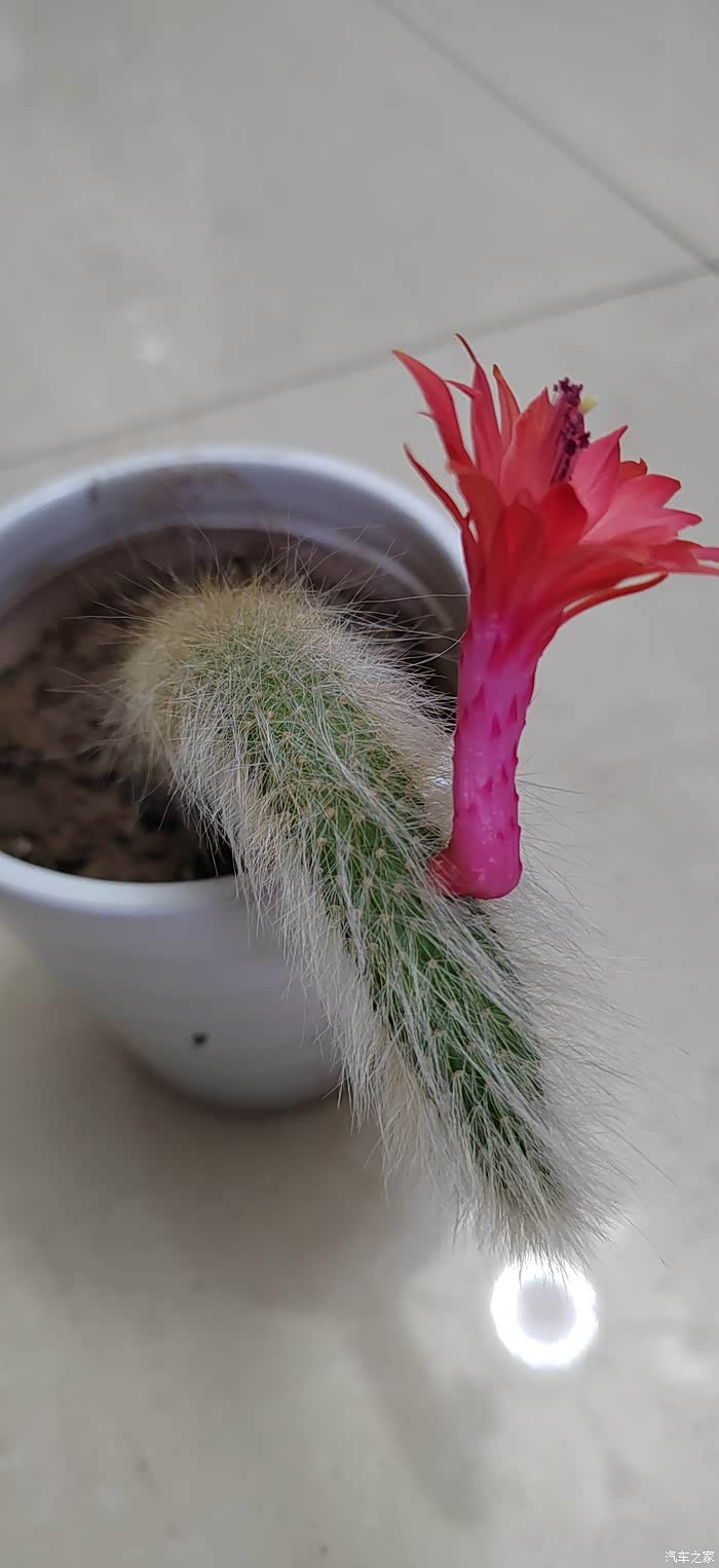 【图】我养的肉肉---猴尾柱开花_山东论坛_汽车之家论坛