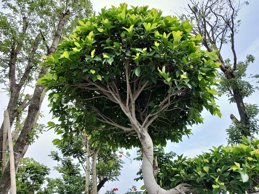 看看这个树顶是不是像一般大伞一样.