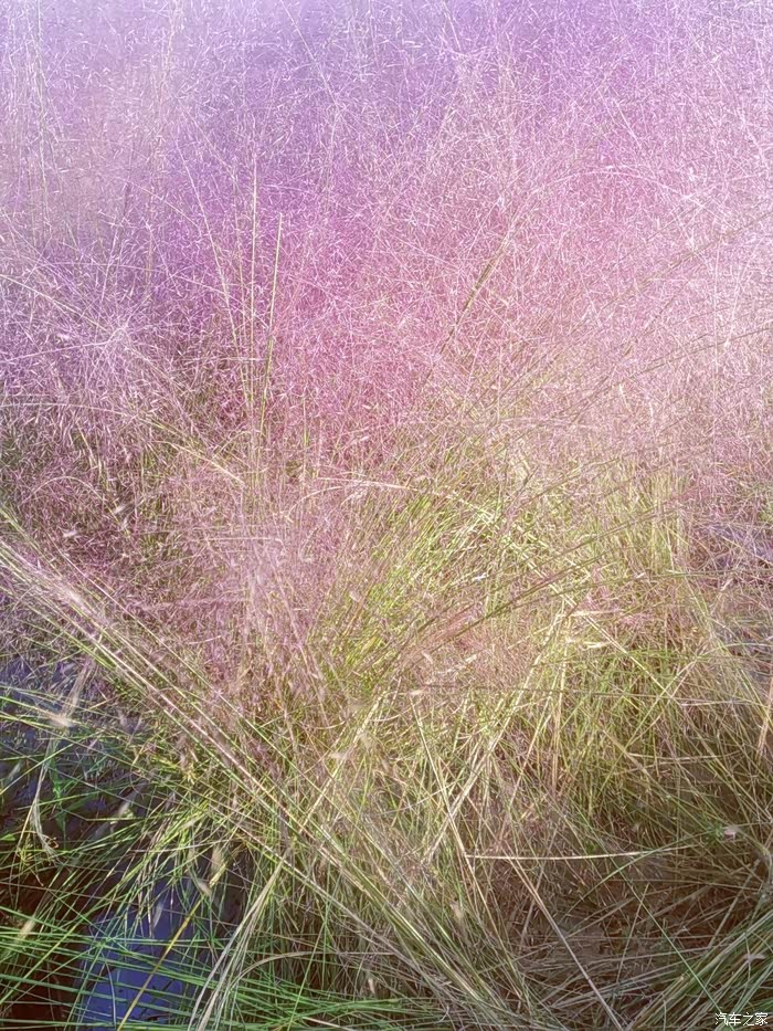 【年末福利大反馈】走进粉黛乱子草花海