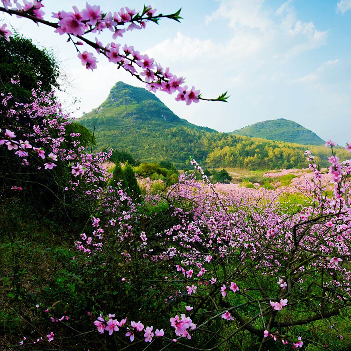 阳春三月,桃花正艳,向人们展现着桂北山林最美的春天