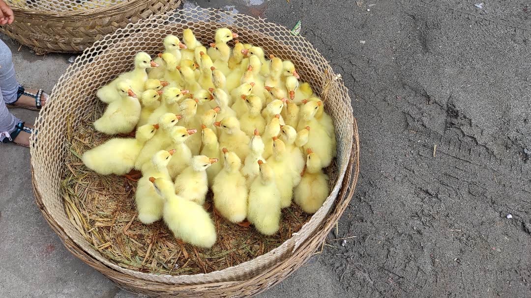 多年没见的小鸭苗