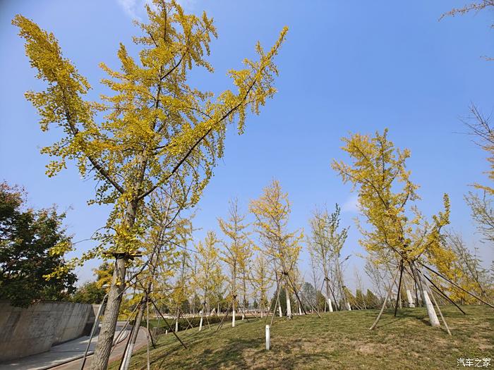 【图】咸阳双照湖公园秋景