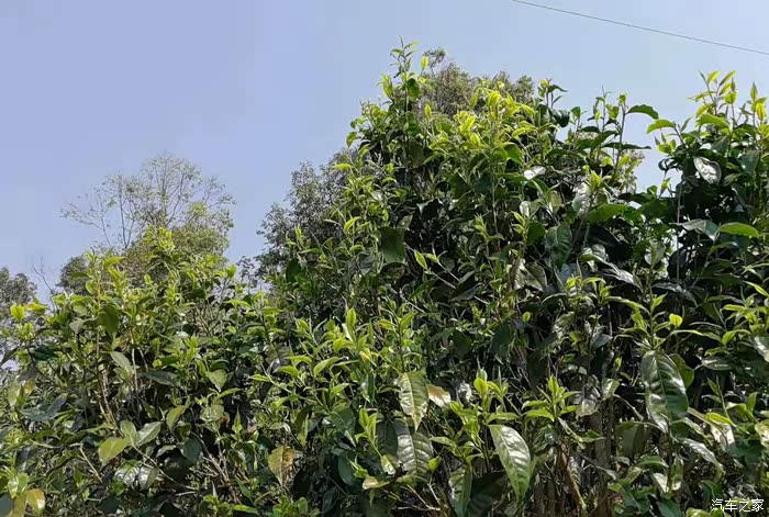 著名茶乡布朗山卫东村