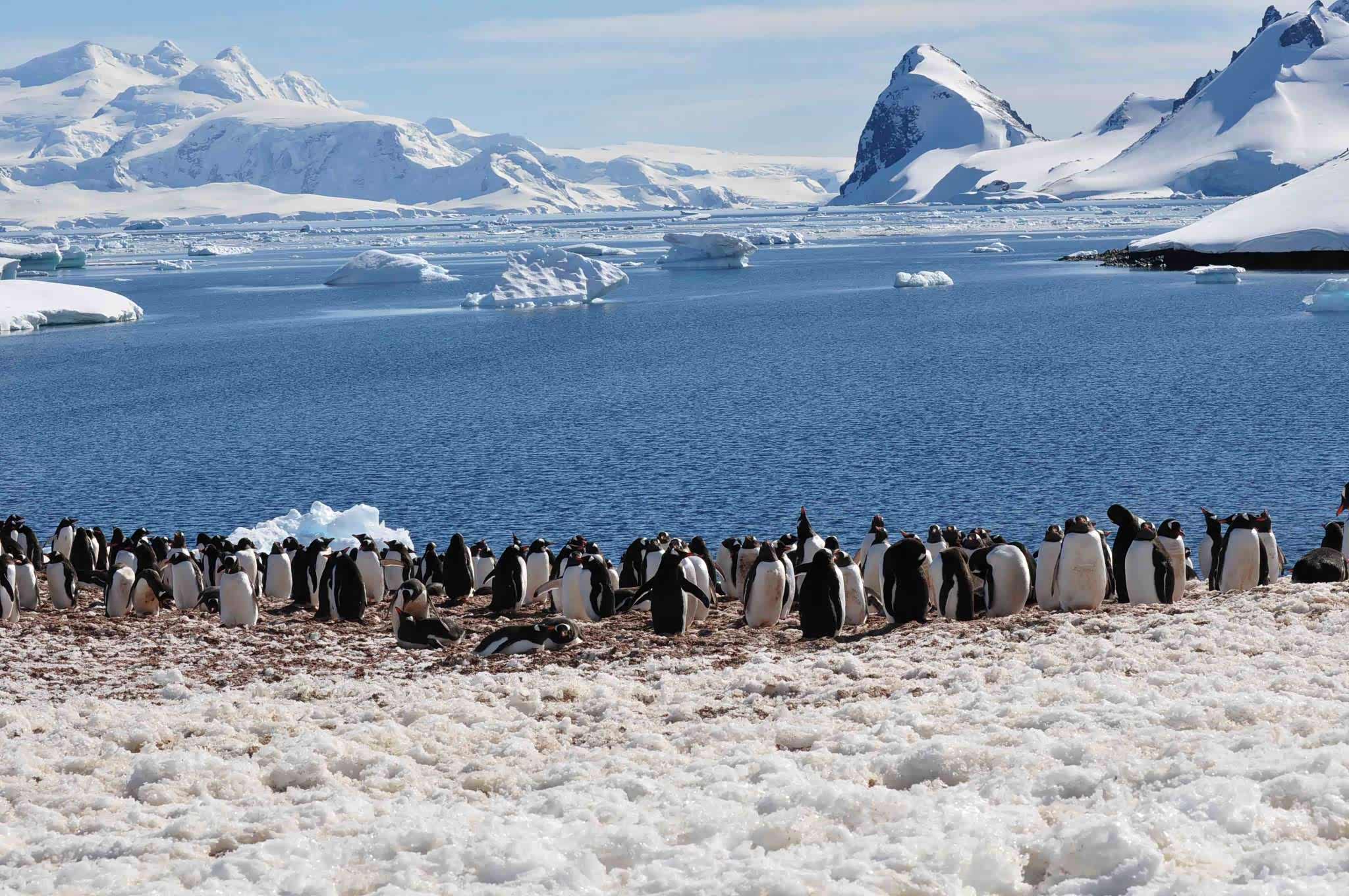 冰雪覆盖的南极星球美景企鹅圈