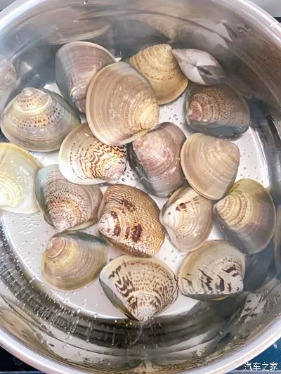 鲜美冬瓜沙白汤