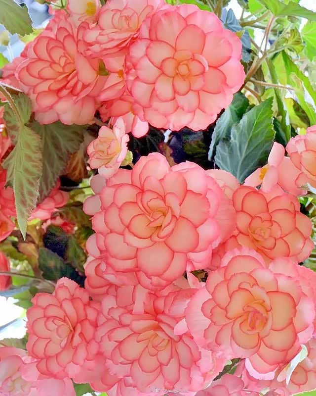 十一月秋高气爽,正是适合养这种花的季节——夫妻海棠花