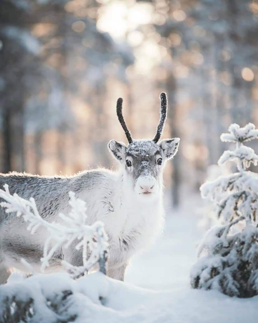 雪幕下的白色小精灵——雪鹿