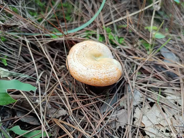 据说这就是松花菌,是我们这次主要采摘的菌种.