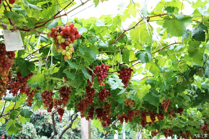 琅岐一日游葡萄姑娘放飞自我的过程