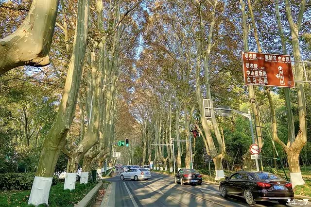 陵园路是进入中山陵的第一道风景线也是其最美的一道风景线