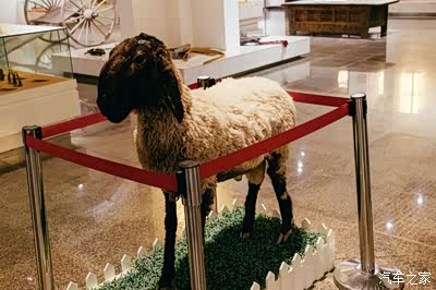 虽然这只个标本 但我奇问问 它身还有股羊味儿 刀郎羊又称浪羊麦盖提