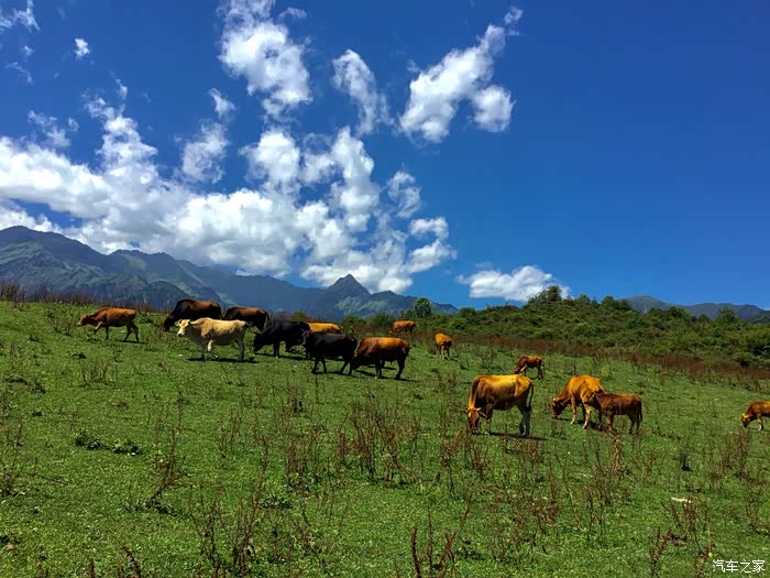 江淮嘉悦x4夏季避暑好去处卧龙熊猫坪