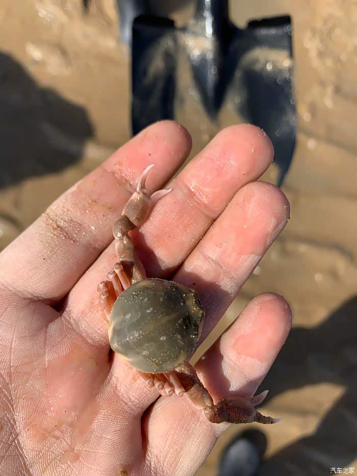 清晨驾车去海边看日出,赶海抓螃蟹