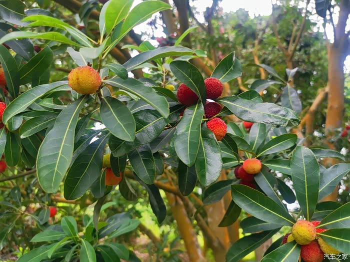 我与探险者的一天黄龙带摘杨梅