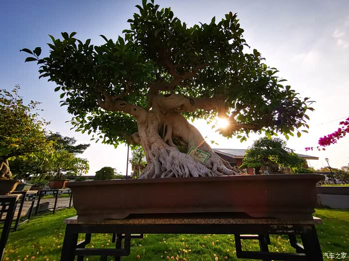 驾驶cs75游览岭南盆景博物园