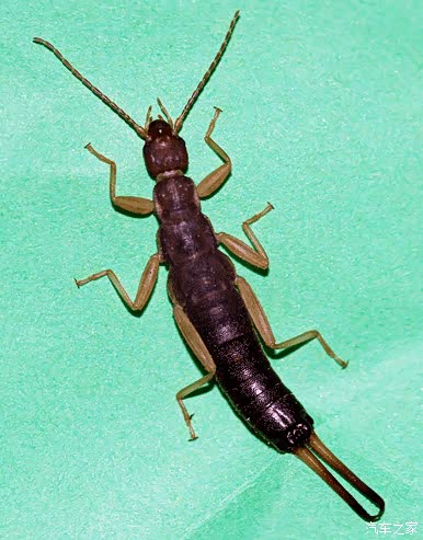 大连常见昆虫——蠼螋