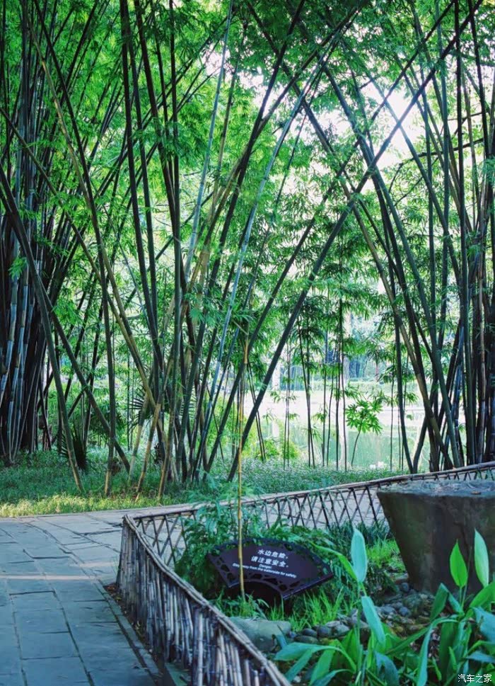 再出发,去到望江楼公园赏竹林风貌.