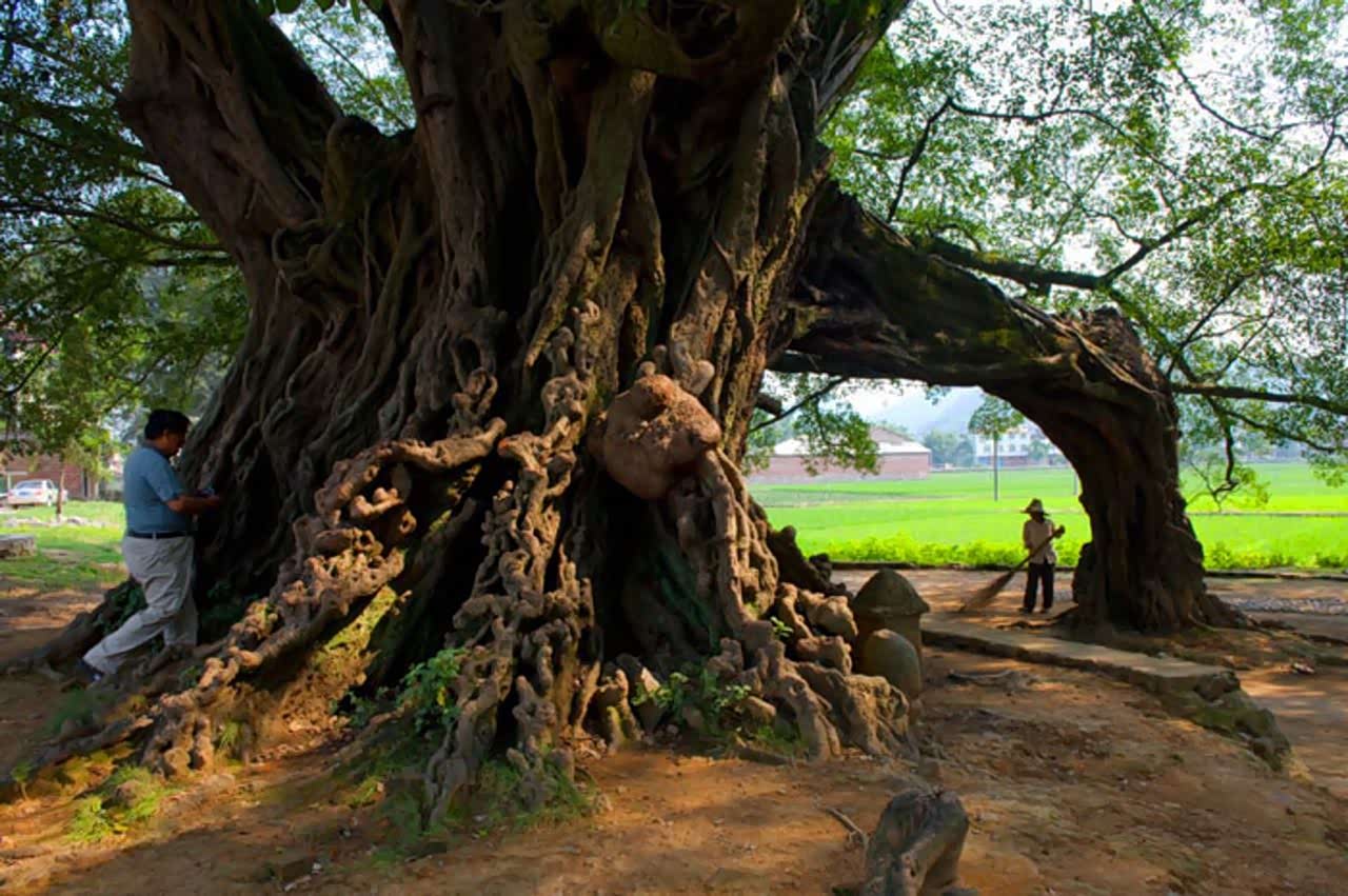 榕津古镇的千年古榕树真是壮观呀