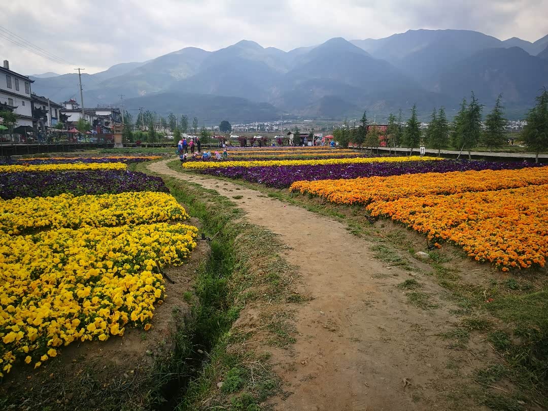 【图文】云南大理花语牧场(一)