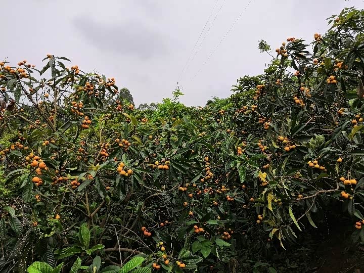 周末相约枇杷之乡