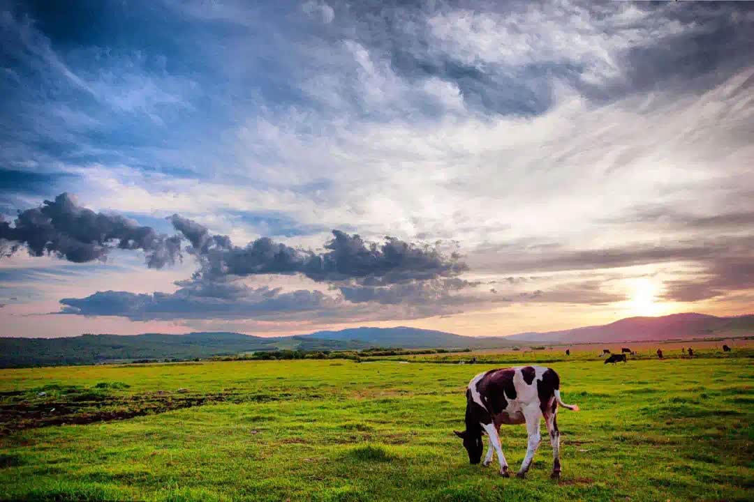 呼伦贝尔,蓝天,白云,辽阔,自由,被世人誉为世界美丽草原