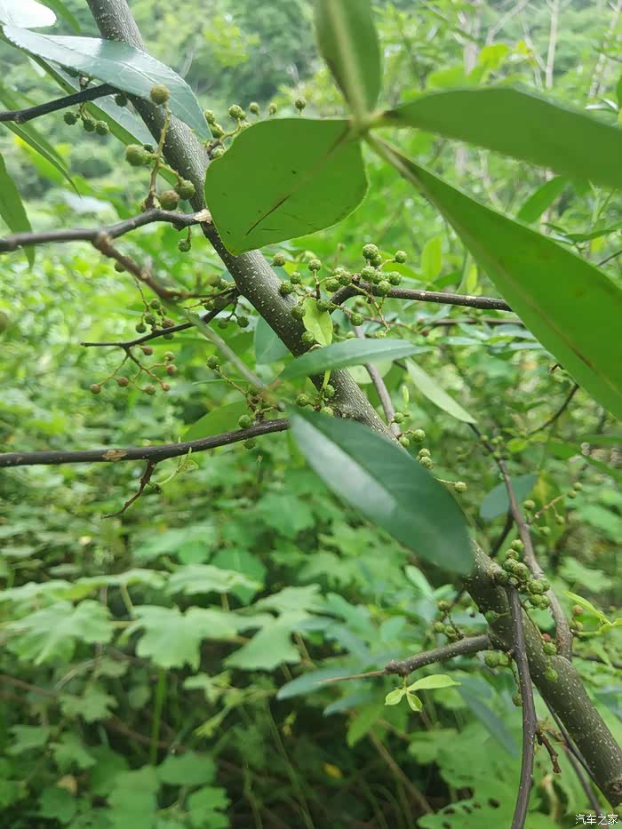 有景区内以外发现了野生麻椒,采了一点