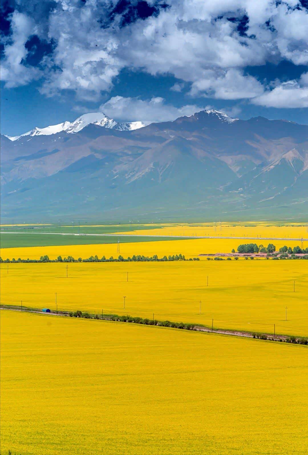 七月的青海门源,那通天彻地的油菜花让人陶醉!
