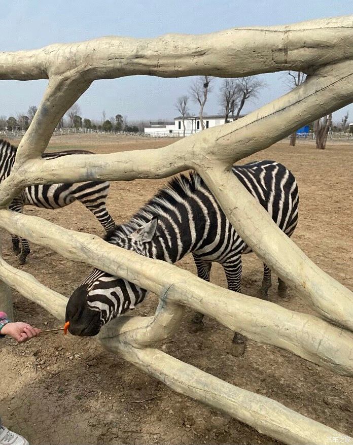 宿州野生動物園一日遊