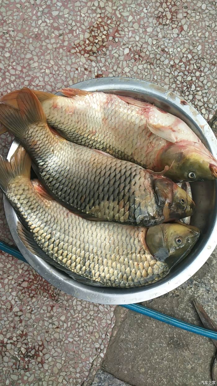 4斤大鲤鱼6条,送给空军钓鱼友2条,还3条