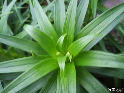 viridulum baker)又名强蜀,番韭,山丹,倒仙,重迈,中庭,摩罗,重箱,中