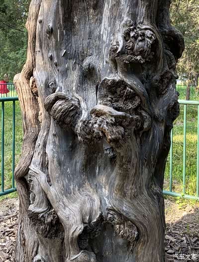 天坛公园,观赏古树,行人不见树少时,树见行人几番老_汉腾x7论坛_手机