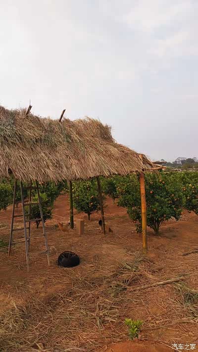 同学两公婆搭的草棚,还蛮有情调