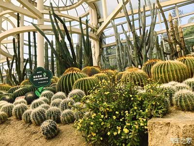 厦门植物园看多肉植物争奇斗艳_荣威rx5/rx5新能源论坛_手机汽车之家