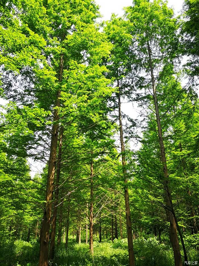 【图】【15周年】9希望wey成长为一棵参天大树!_河南论坛_汽车之家论