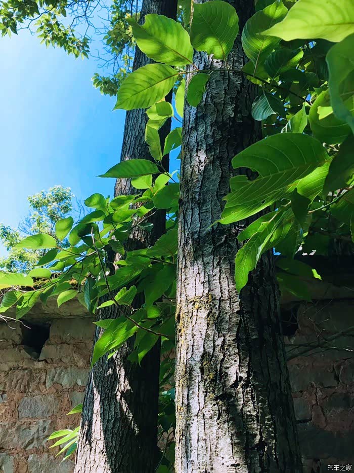 ds6乡村游青树翠蔓蒙络摇缀给心灵一片晴空