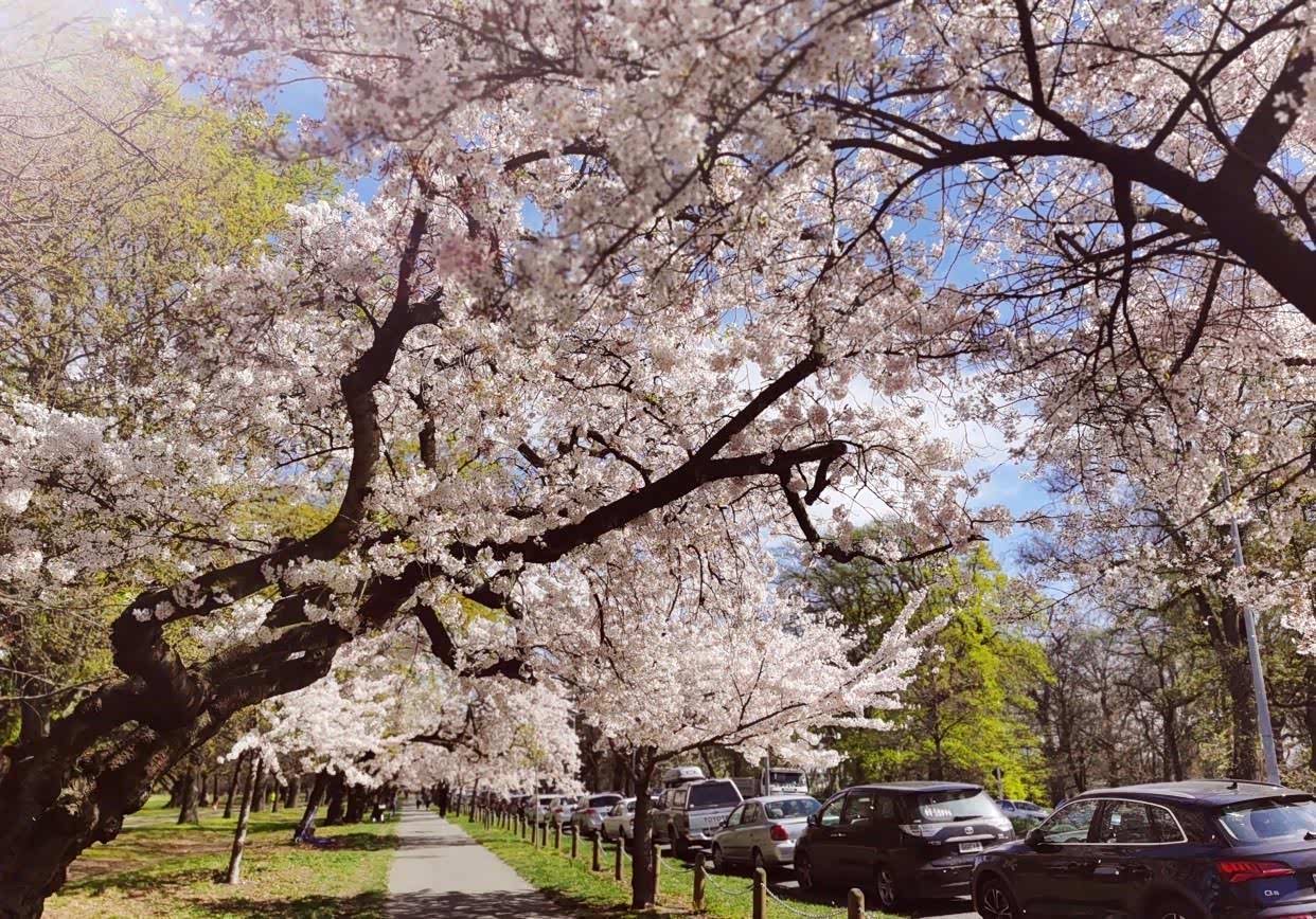 一年又一年又来到新西兰哈格雷公园