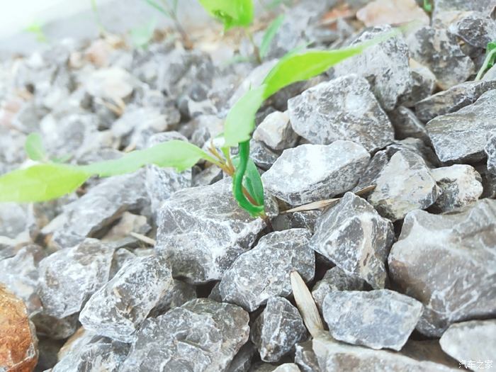 石缝 野草图片